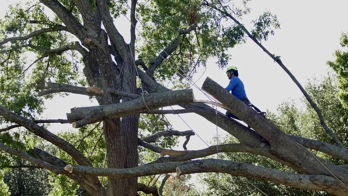 Professional Crown Thinning performed by certified arborists in Agate